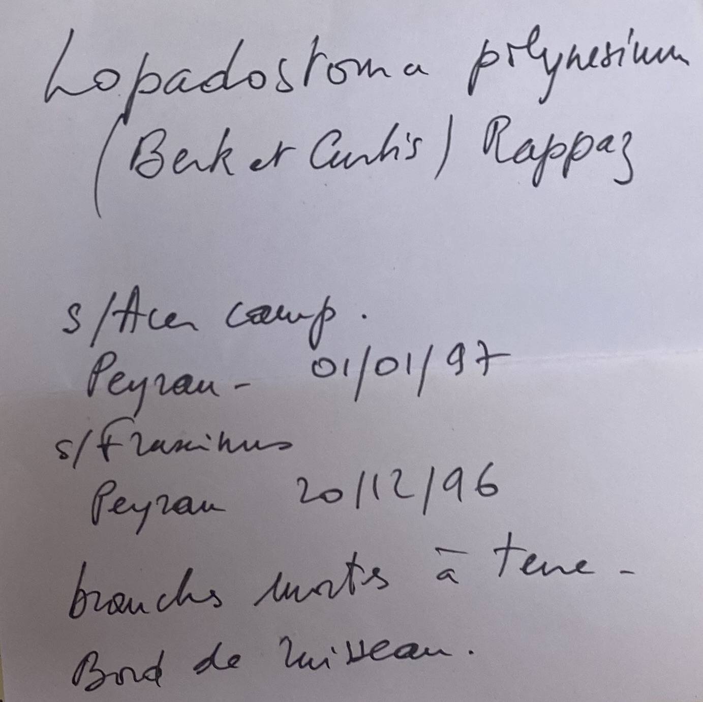 Lopadostoma polynesium image