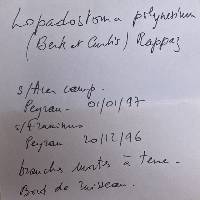 Lopadostoma polynesium image