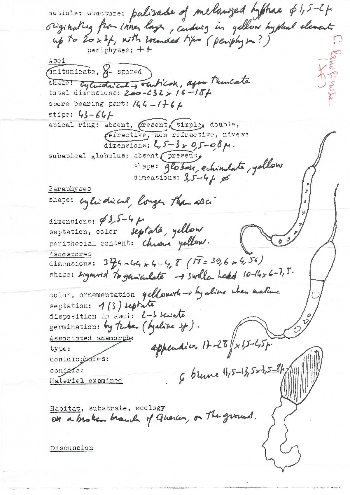 Lasiosphaeria lanuginosa image
