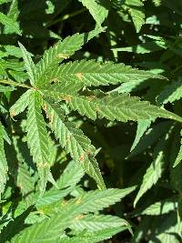 Pseudoperonospora cannabina image