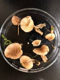 Lepiota subincarnata image