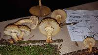 Pholiota squarrosa image