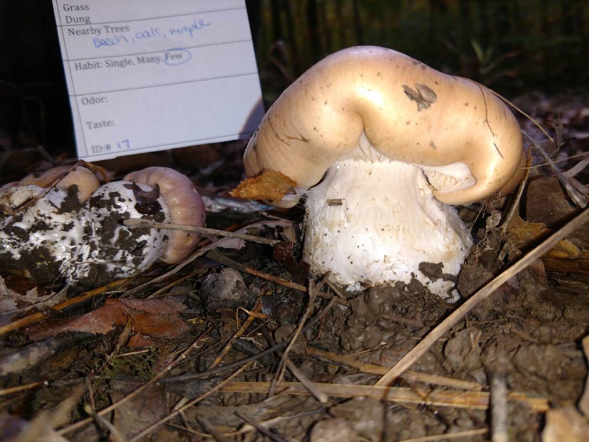 Cortinarius albidus image