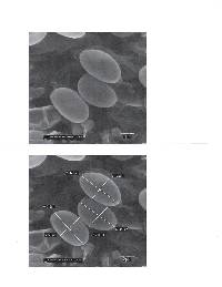 Inocybe fastigiella image