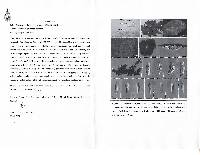 Caribaeomyces tetrasporus image