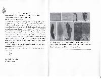 Bryoglossum gracile image