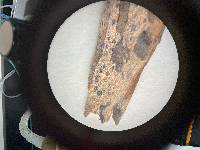Melittosporiella pulchella image