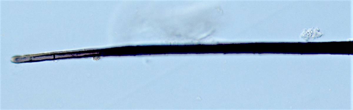 Pyrenochaeta fraxinina image