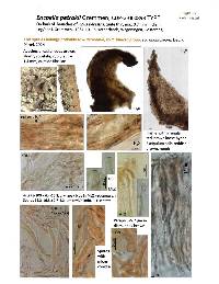 Encoelia petrakii image