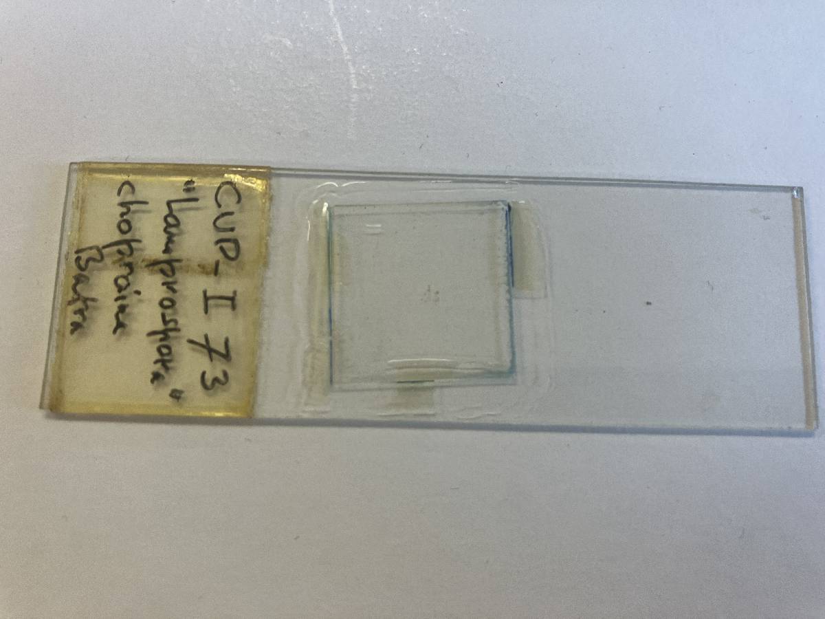Lamprospora chopraiana image