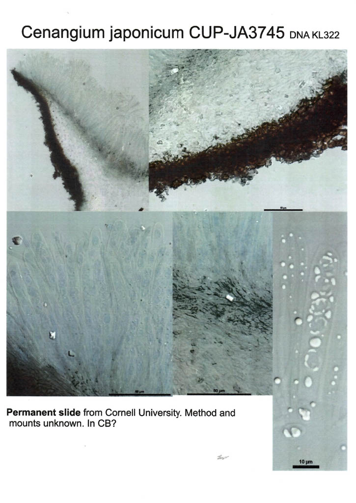 Cenangium abietis var. japonicum image