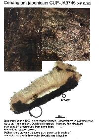Cenangium abietis var. japonicum image