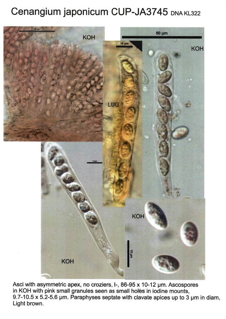 Cenangium abietis var. japonicum image