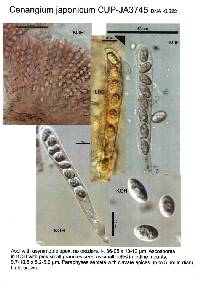 Cenangium abietis var. japonicum image