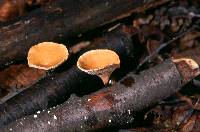 Polyporus varius image