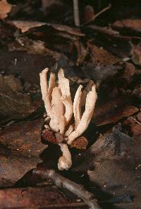 Clavaria fumosa image