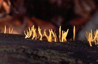 Calocera cornea image