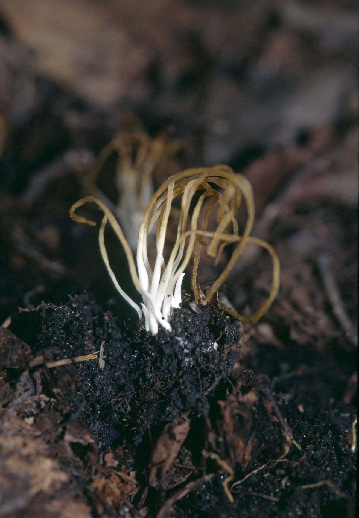 Clonostachys rosea f. rosea image