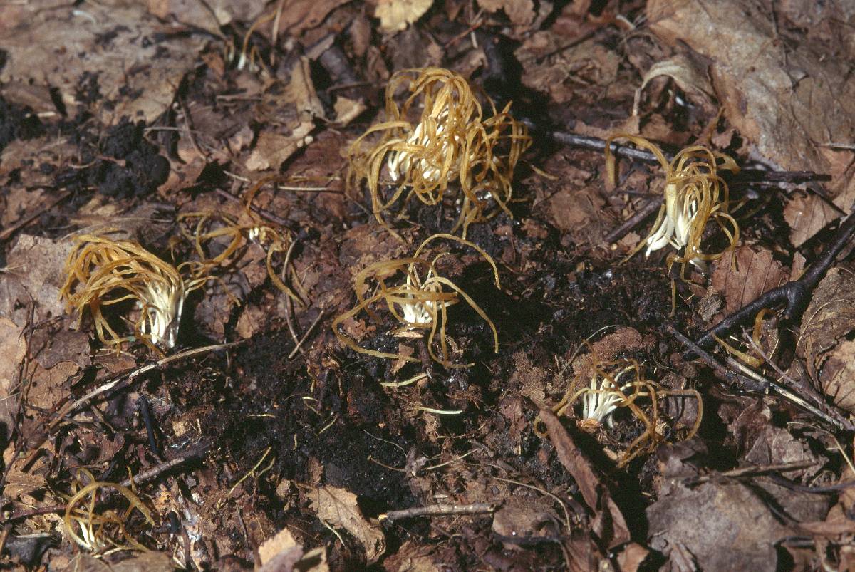 Clonostachys rosea image