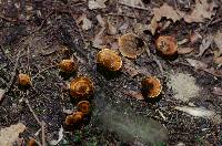Coltricia cinnamomea image