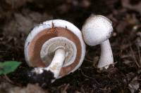 Agaricus pocillator image