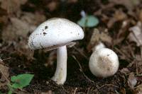 Agaricus pocillator image