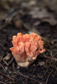 Ramaria araiospora image