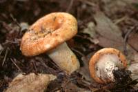 Lactarius torminosus image