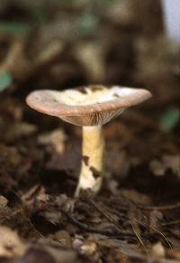 Lactarius uvidus image