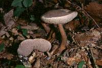 Tylopilus porphyrosporus image