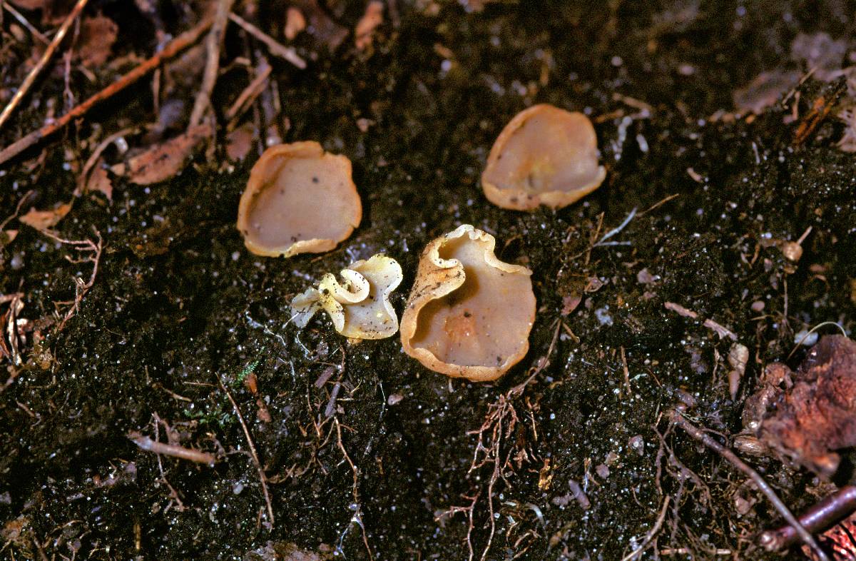 Peziza limnaea image