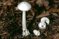 Amanita virosa image