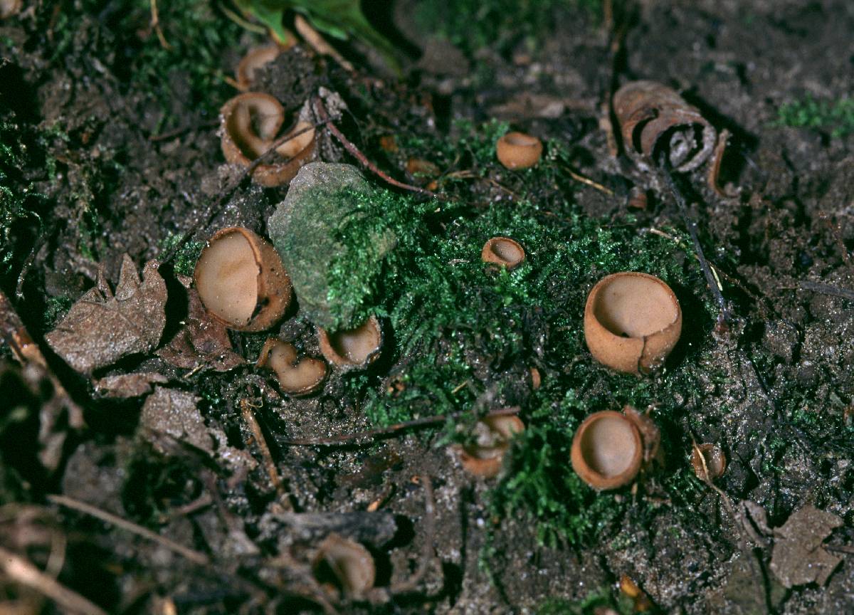 Jafnea fusicarpa image