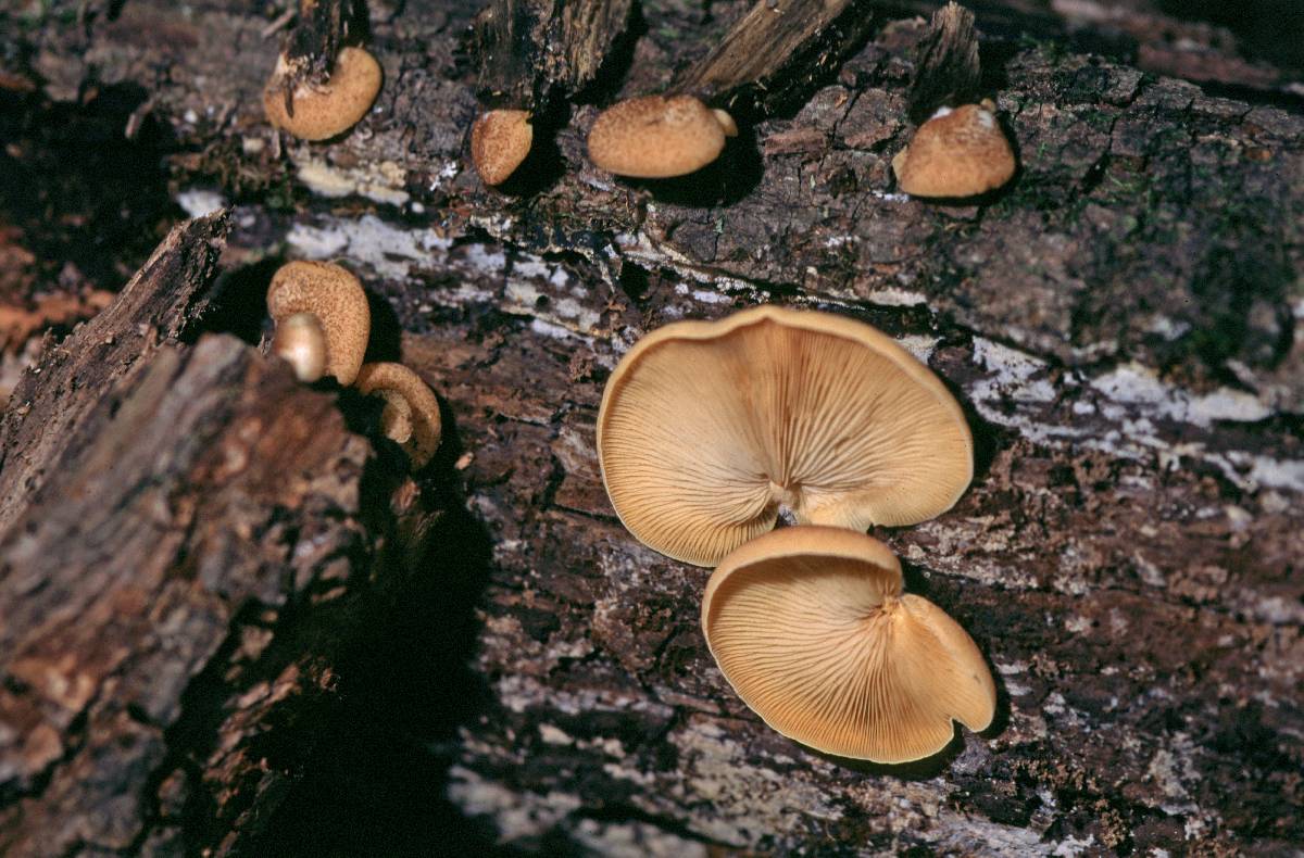 Crepidotus subaureifolius image