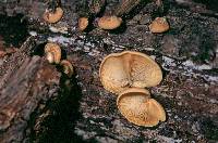 Crepidotus subaureifolius image