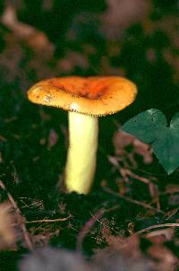 Russula simillima image