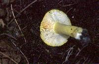 Russula simillima image