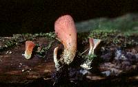 Guepinia helvelloides image