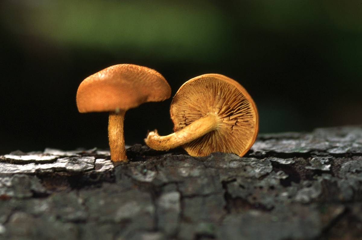 Pholiota multifolia image