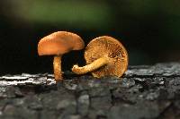 Pholiota multifolia image