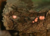 Lycogala epidendrum image