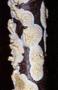 Irpex lacteus image