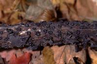 Biscogniauxia marginata image