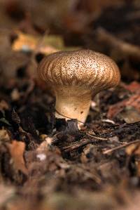 Lycoperdon umbrinum image