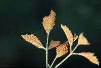 Arthuriomyces peckianus image