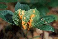 Puccinia podophylli image