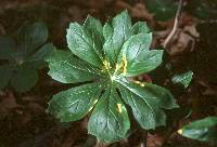 Puccinia podophylli image