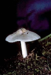 Pluteus tomentosulus image