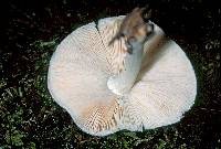 Pluteus tomentosulus image