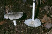 Megacollybia platyphylla image